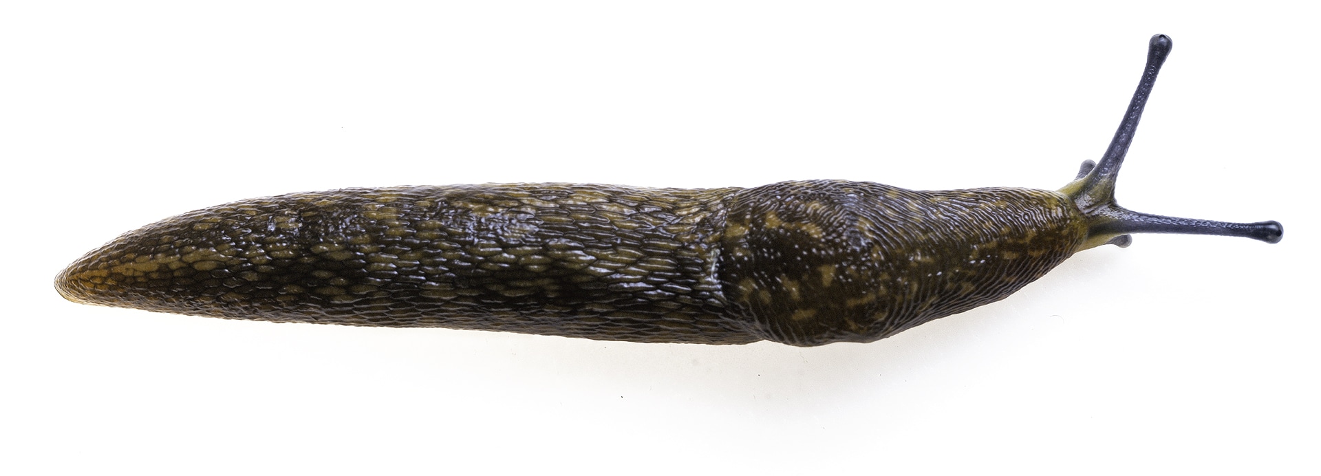 Lateral image of a spotted Ariolimax columbianus