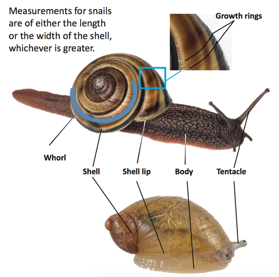 Shows the parts of a snail using two diffearent snail species. These include growth rings, whorl, shell, shell lip, body and tentacles