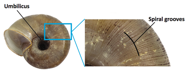 Blow-up of a section of snail shell showing spiral grooves and umbilicus.