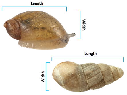 Snail shells that are longer than wide.