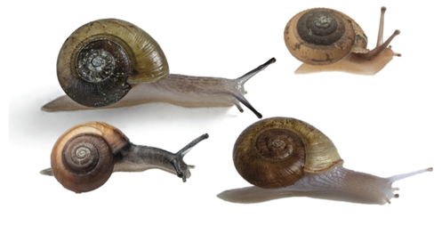 4 snails with plain or unbanded shells