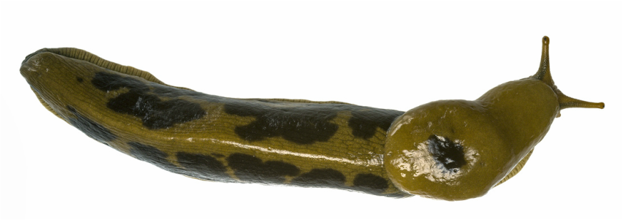 Dorsal image of a spotted Ariolimax columbianus