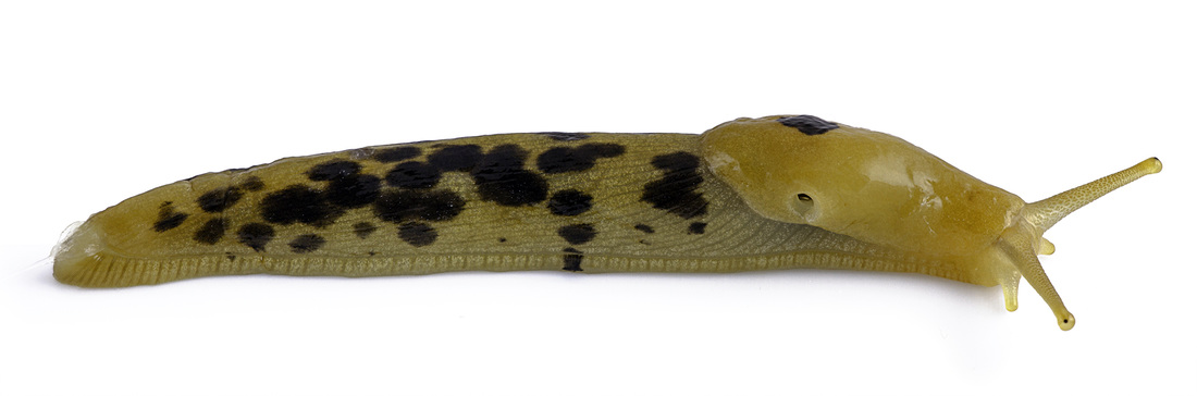 Lateral image of a spotted Ariolimax columbianus