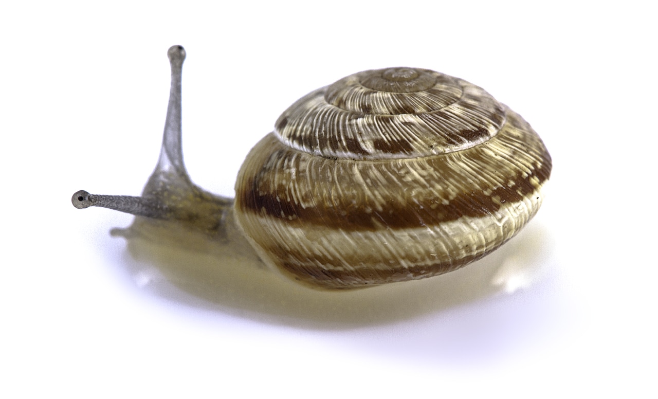 Posterior image of wrinkled dune snail