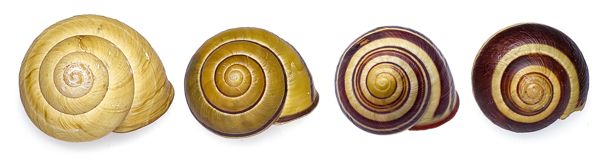 Variants of Cepaea nemoralis shells ranging from no stripes to thick dark stripes