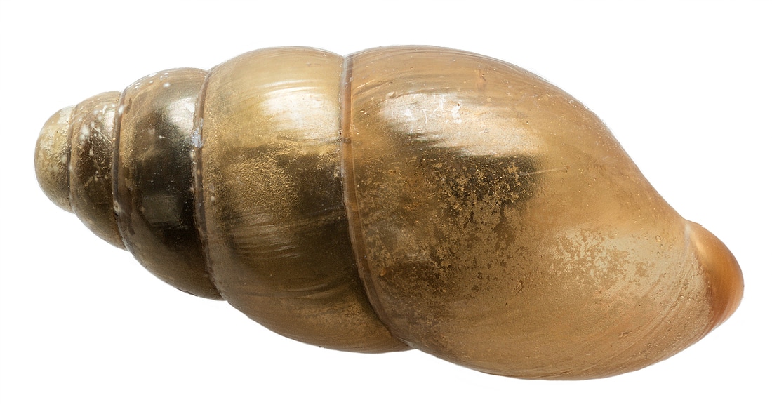 dorsal shell view