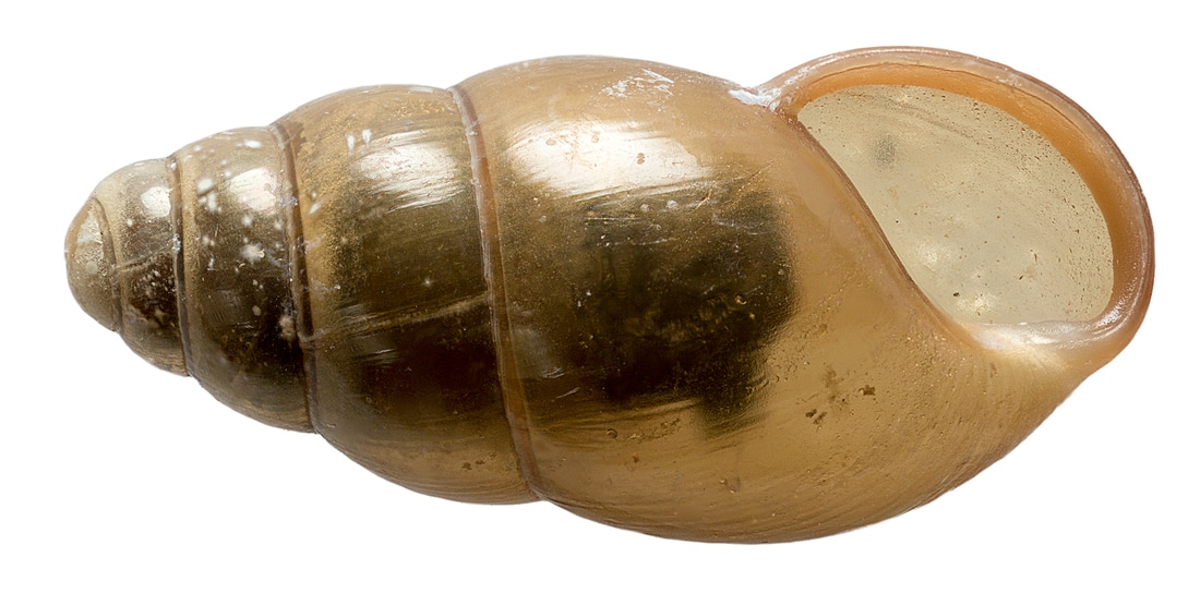 ventral shell view