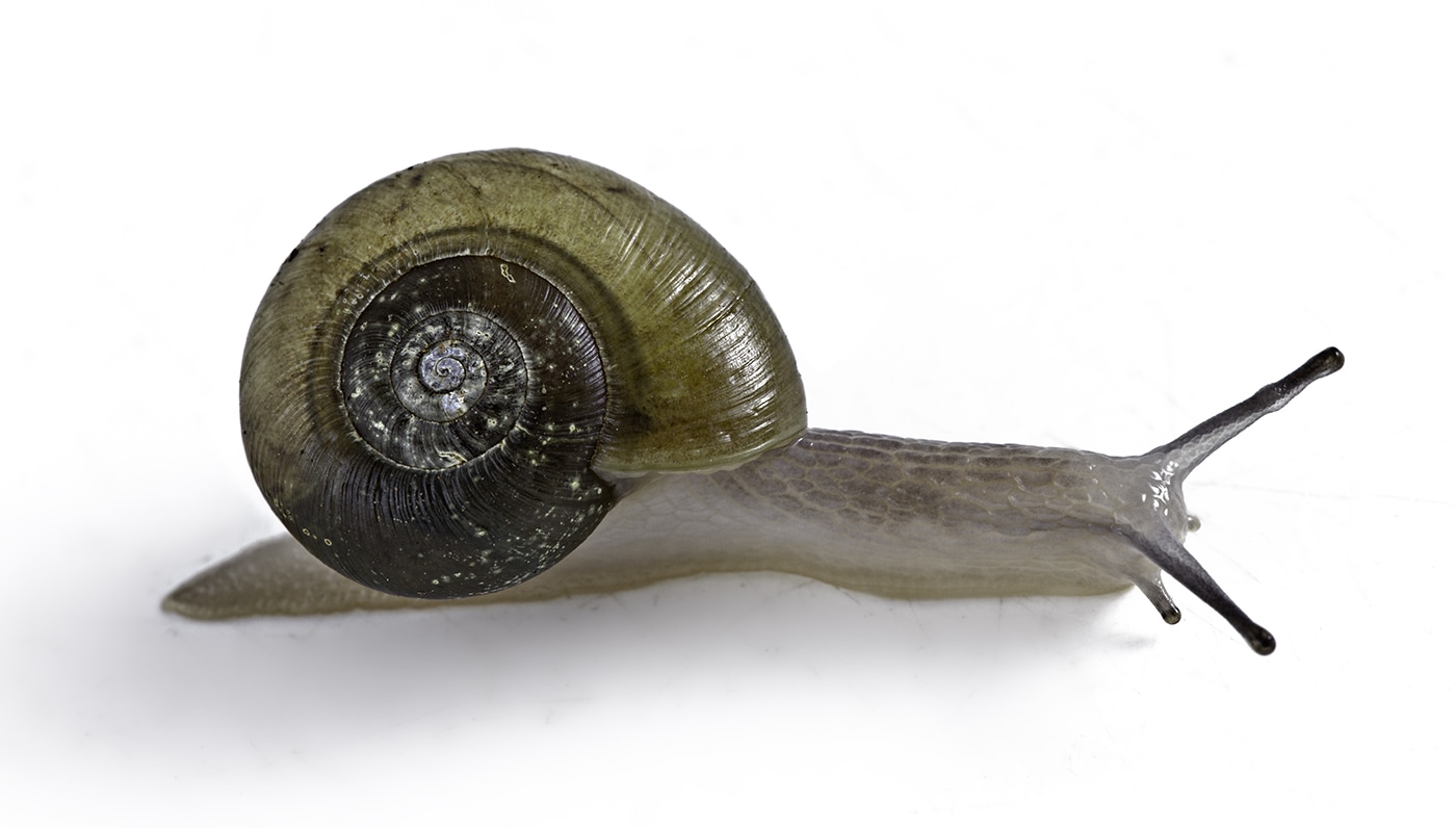 Lateral of outstretched snail