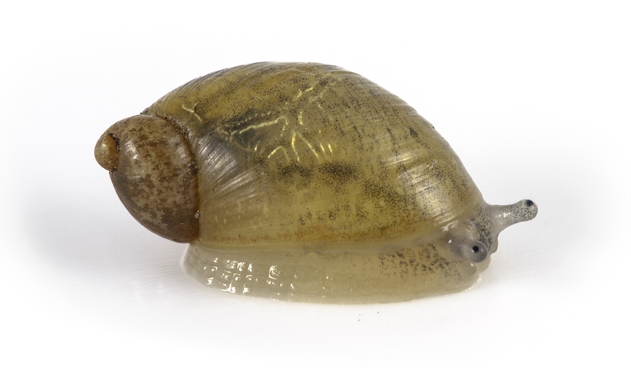 Dorsal view of garlic snail