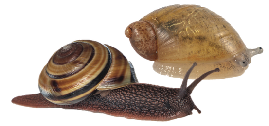 Two snails with shells that can contain most or all of their  body