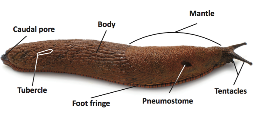 Diagram of a slug showing external body parts. These are the body, caudal pore, mantle, pneumostome, tentacles, tubercles, and foot fringe