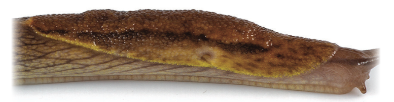 Slug mantle with pneumostome in the anterior position