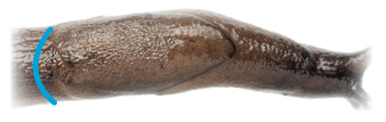 Slug mantle with rounded posterior margin
