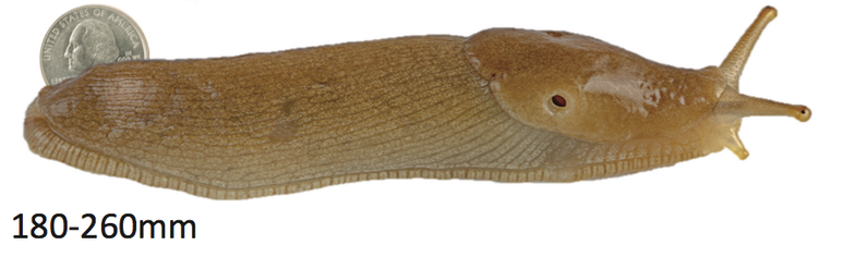 Lateral image of an unspotted Ariolimax columbianus next to a quarter. Adult size ranges from 180 to 260 millimeters