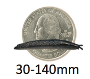 Lateral of Arion hortensis next to a quarter. Size range of Arion species ranges from 30 to 140 millimeters