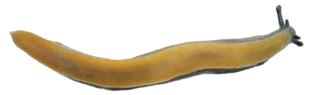 Yellow foot or sole of Arion hortensis