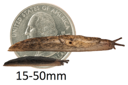 Lateral image of Deroceras reticulatum and Deroceras leave next to a quarter. Size range of adults of the genus ranges from 15 to 50 millimeters