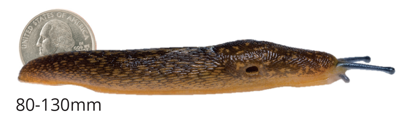 Lateral image of the yellow house slug next to a quarter. Adult size ranges from 80 to 130 millimeters