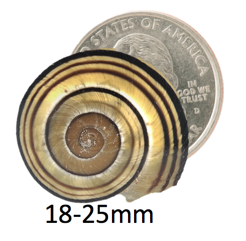 Adult Cepaea nemoralis shells range from 18 to 25 millimeter