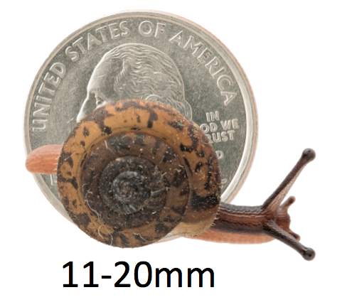 Vespericola shells range from 11 to 20 millimeter
