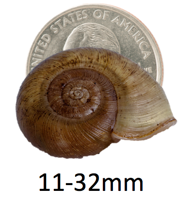 Haplotrematid shells range from 11 to 32 millimeter