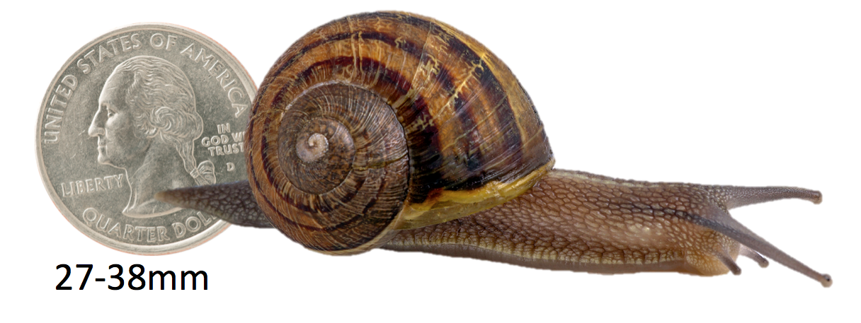 European brown garden snail shells range from 27 to 38 millimeter