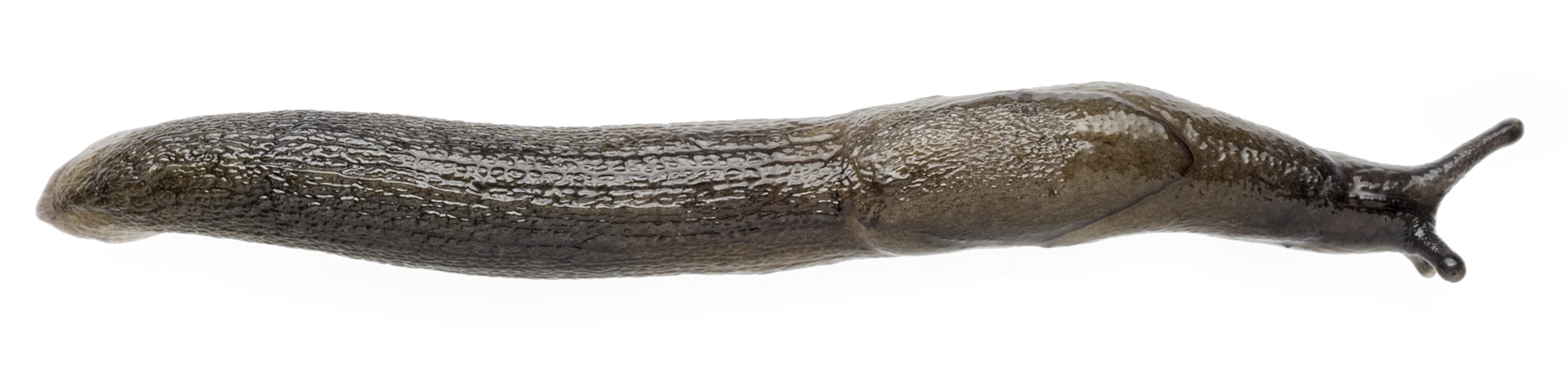 Dorsal image of Milax gigates