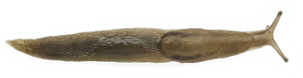 Dorsal view of Ambigolimax valentianus