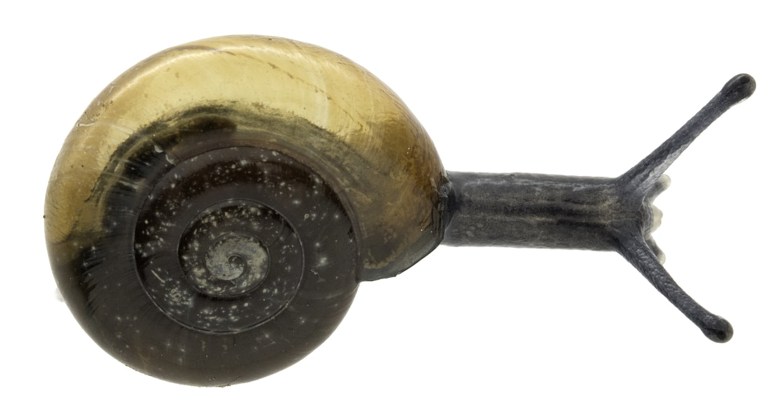 Dorsal view of garlic snail