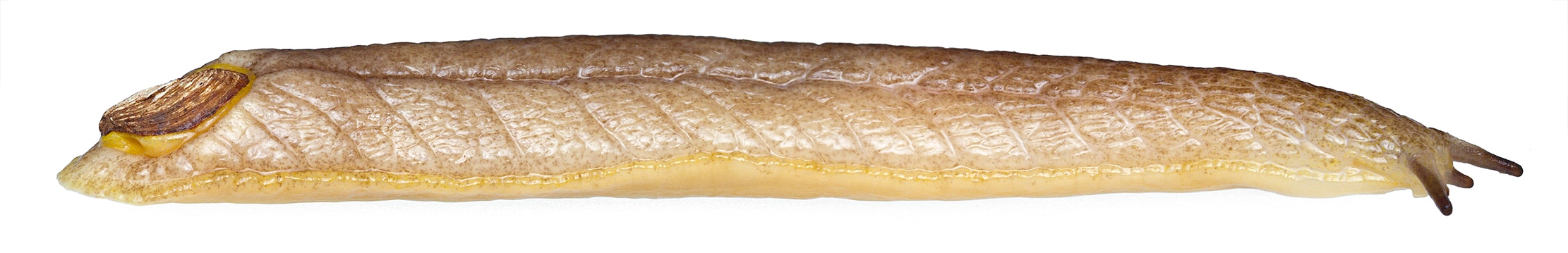 Lateral image of Testacella haliotidea